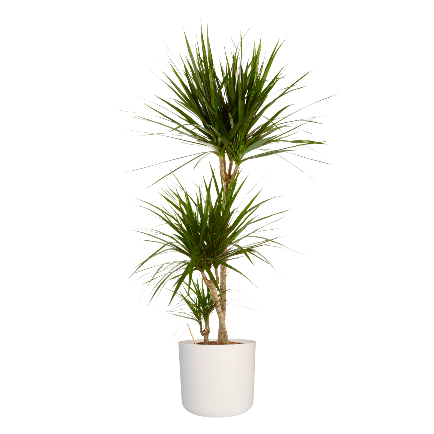 Dracaena Marginata in ® ELHO b.for soft sierpot