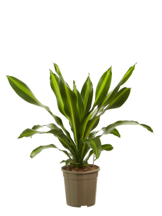 Dracaena Burley