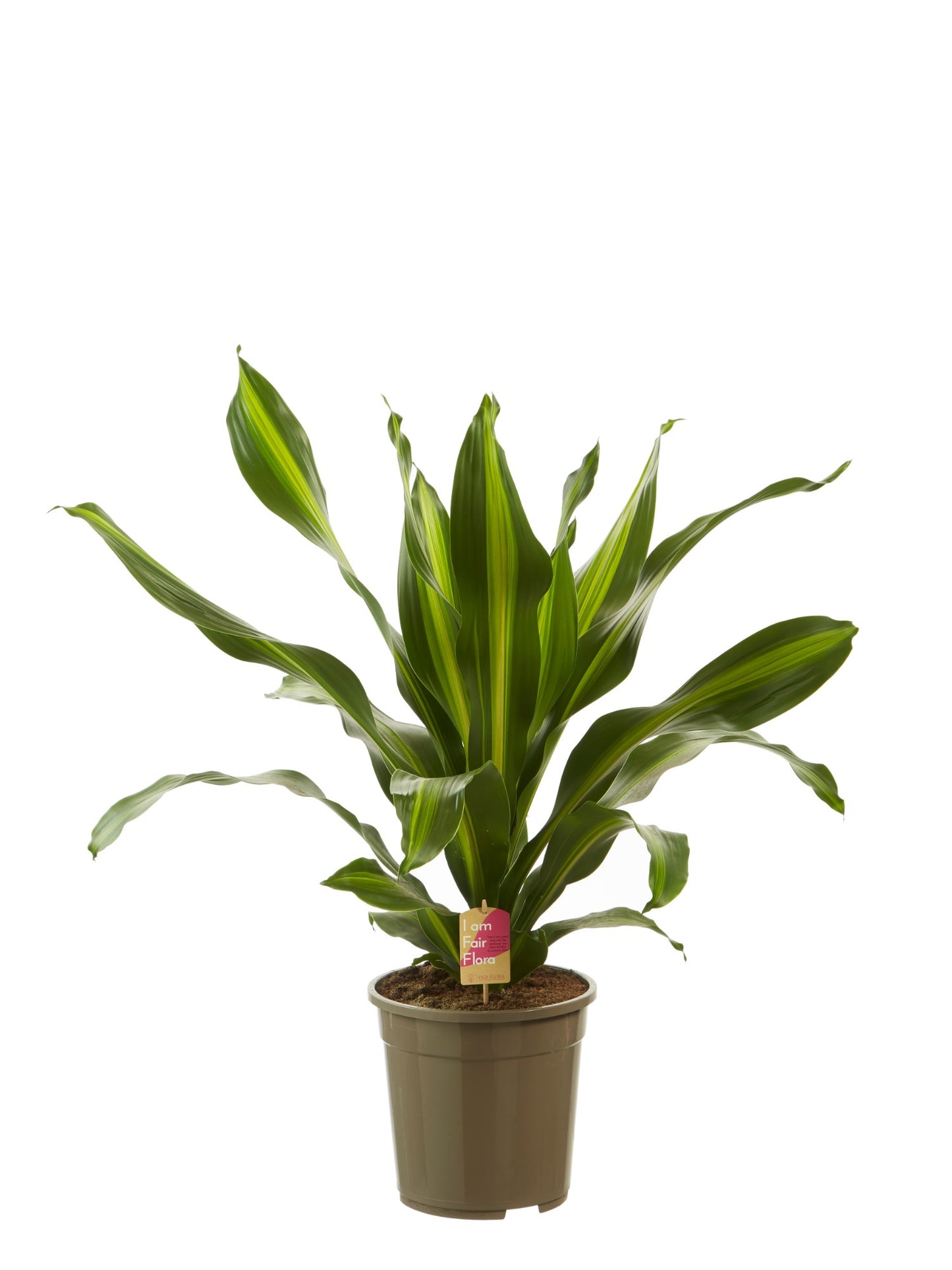 Dracaena Burley