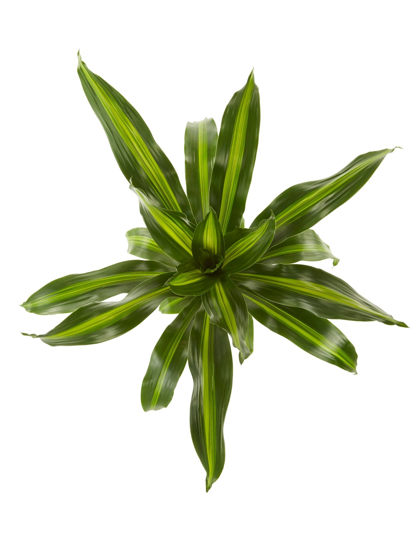 Dracaena Burley