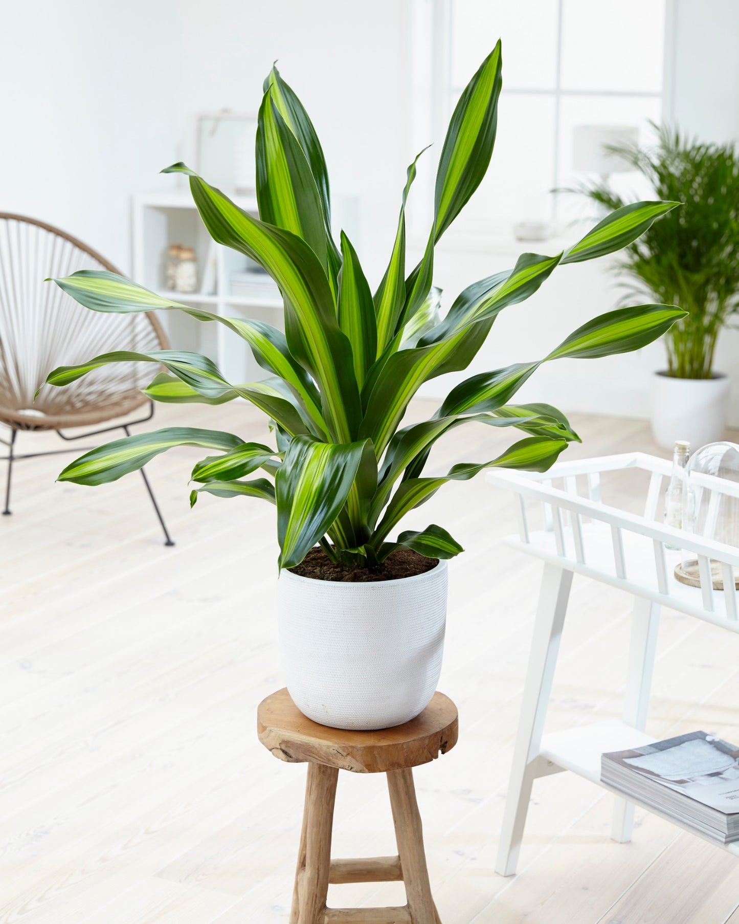 Dracaena Burley