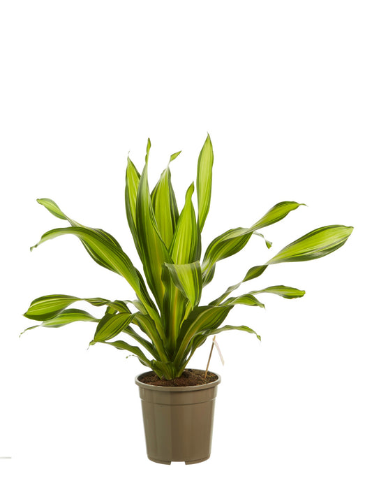 Dracaena Charley