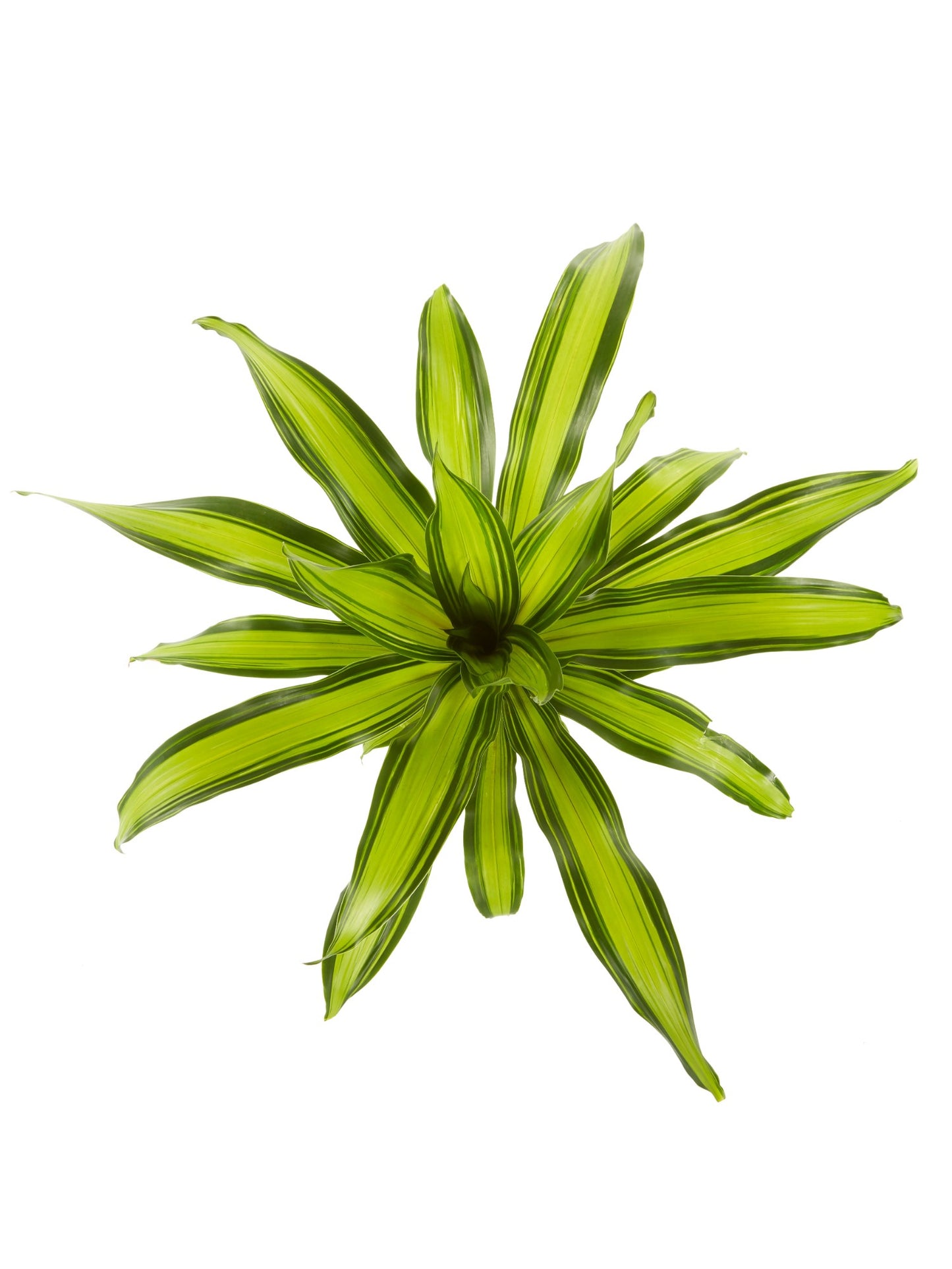 Dracaena Charley