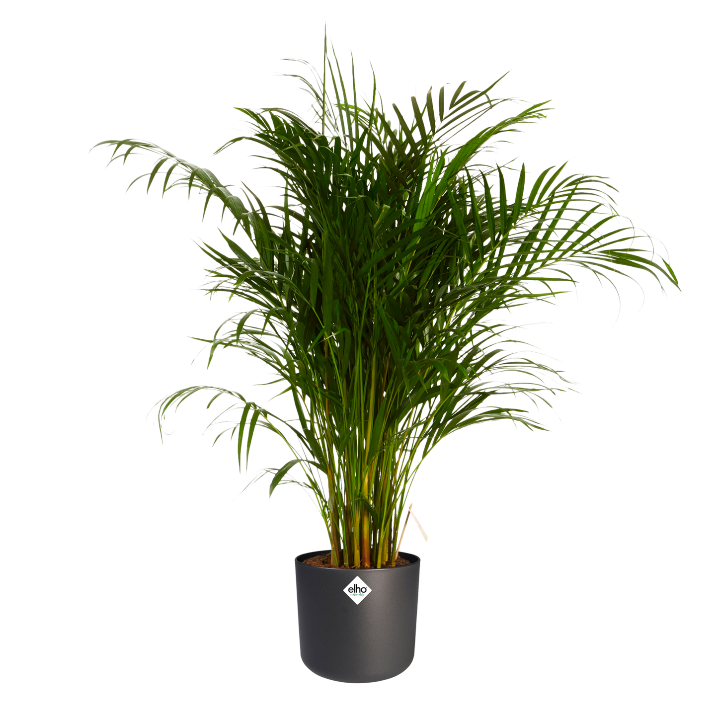 Goudpalm in ® ELHO b.for soft sierpot