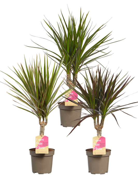 Dracaena Marginata