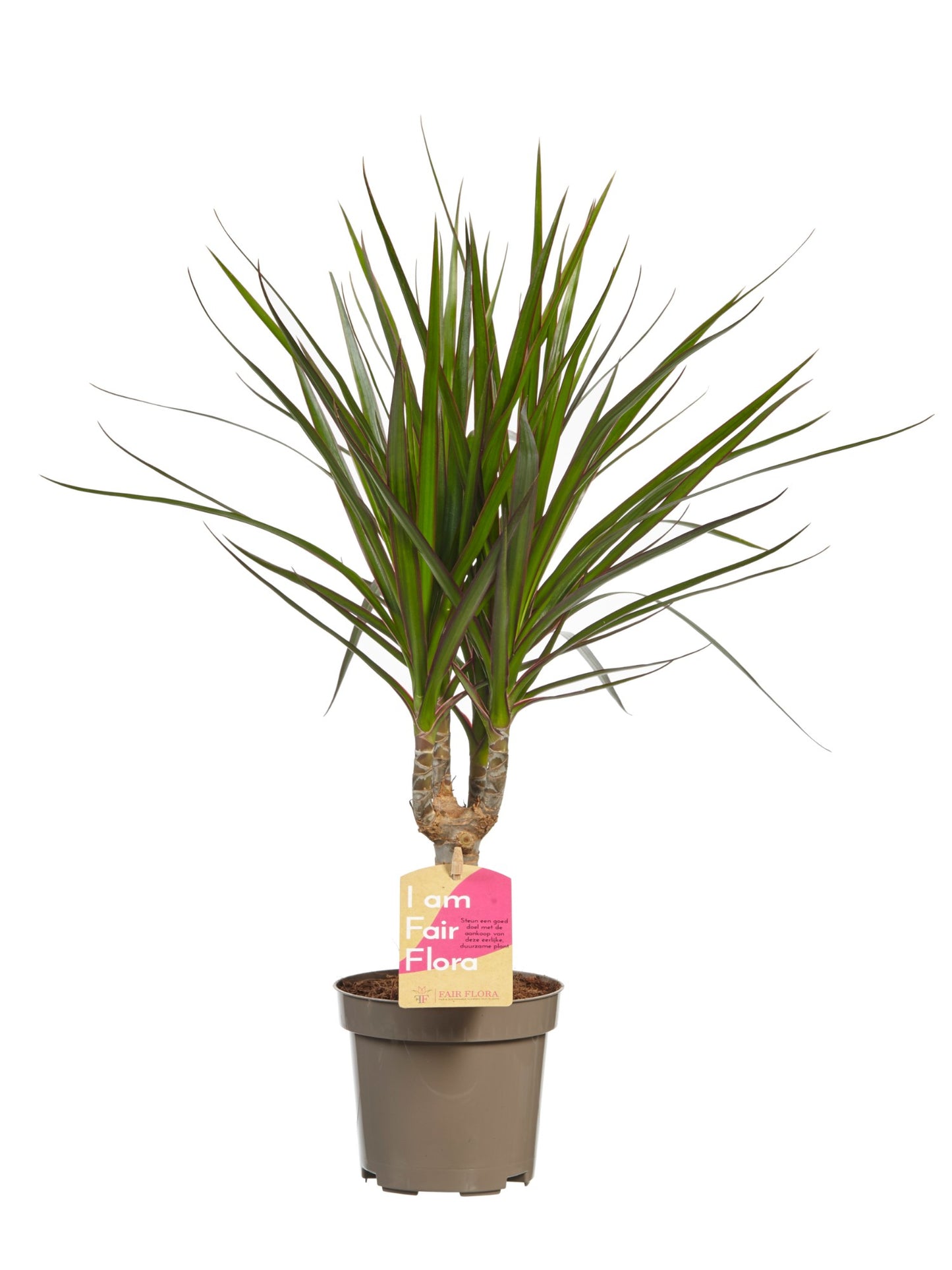 Dracaena Marginata