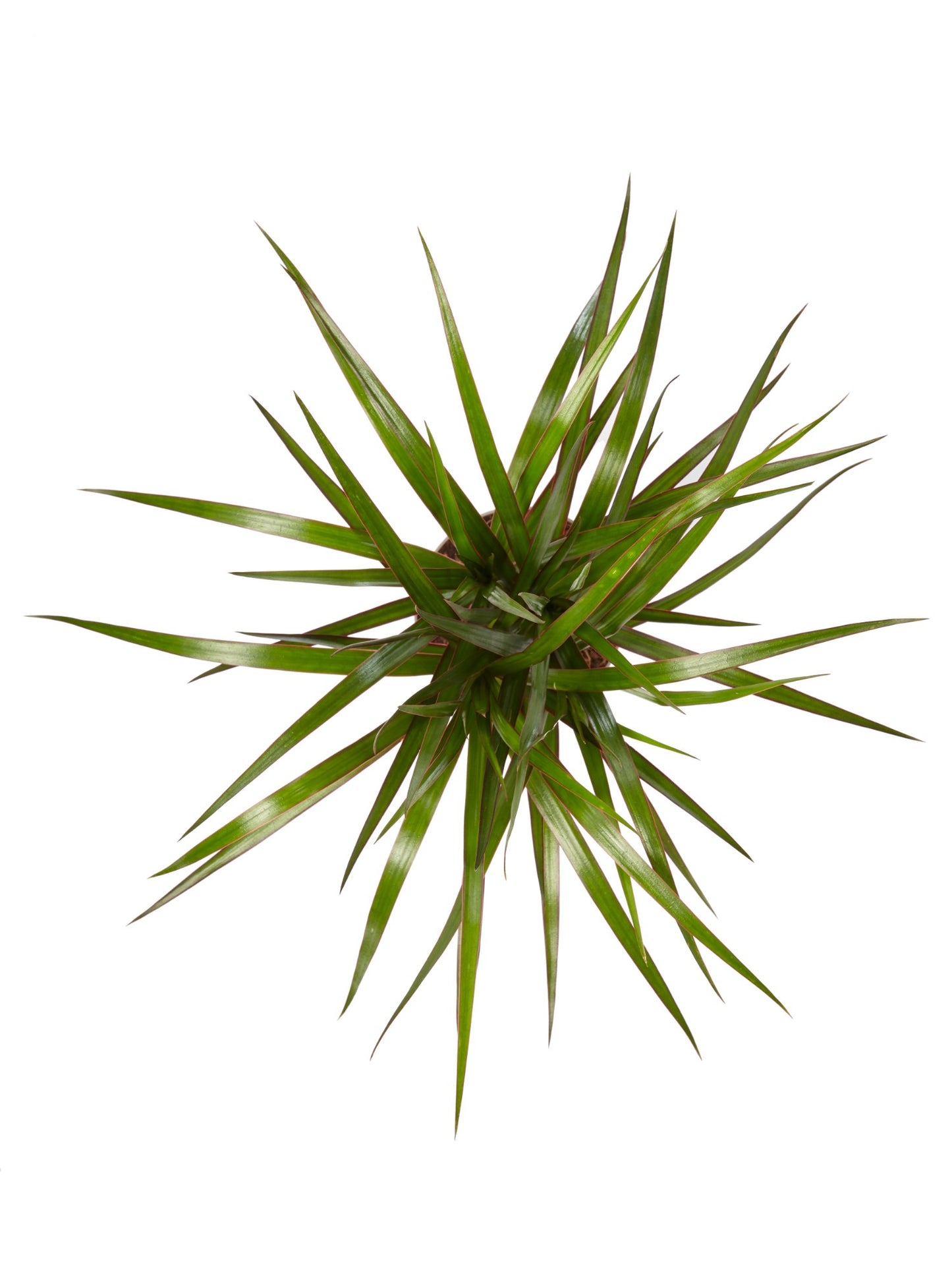 Dracaena Marginata