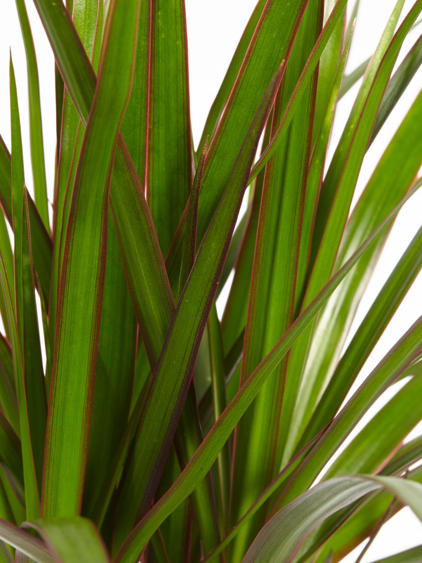 Dracaena Marginata