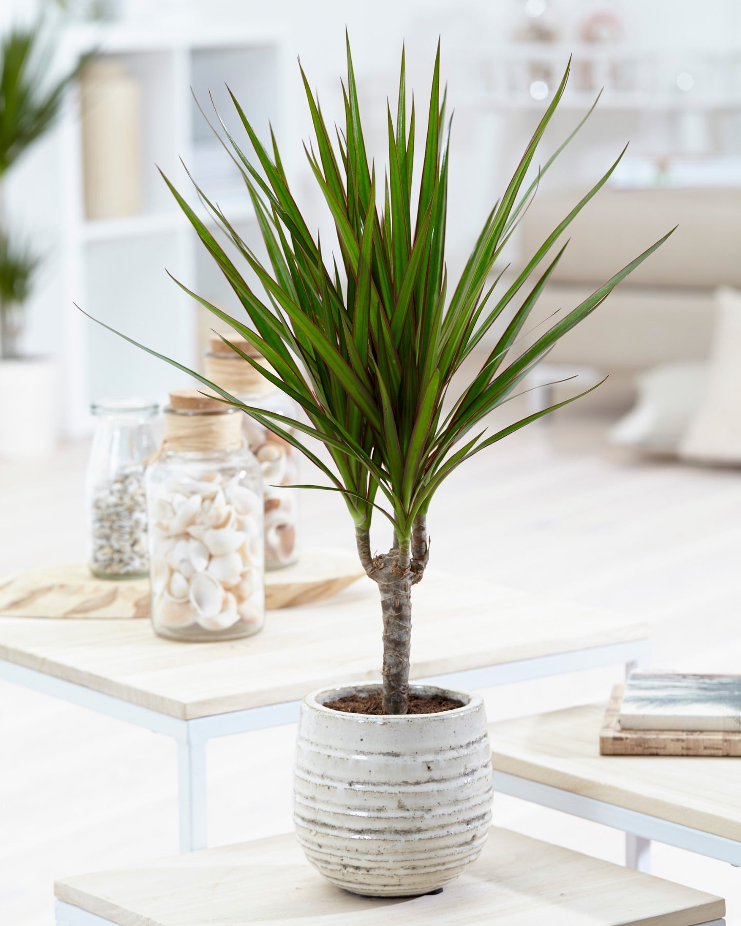 Dracaena Marginata