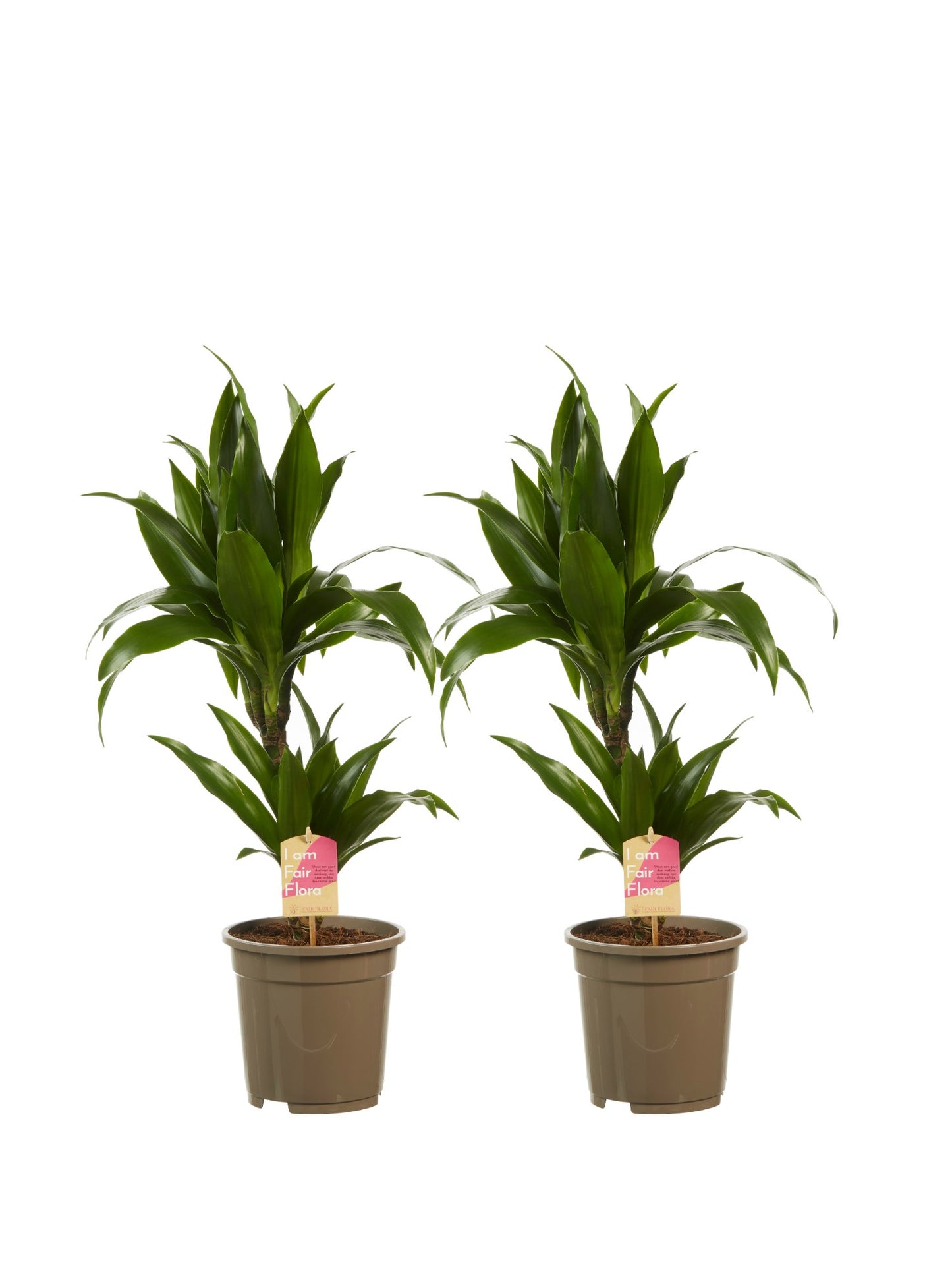Dracaena Janet Graig