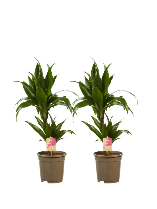 Dracaena Janet Graig