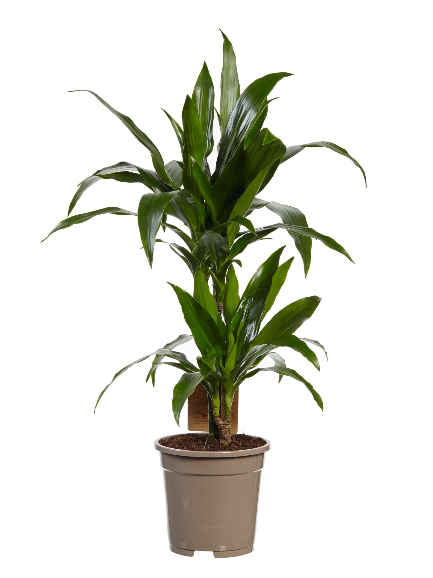 Dracaena Janet Graig