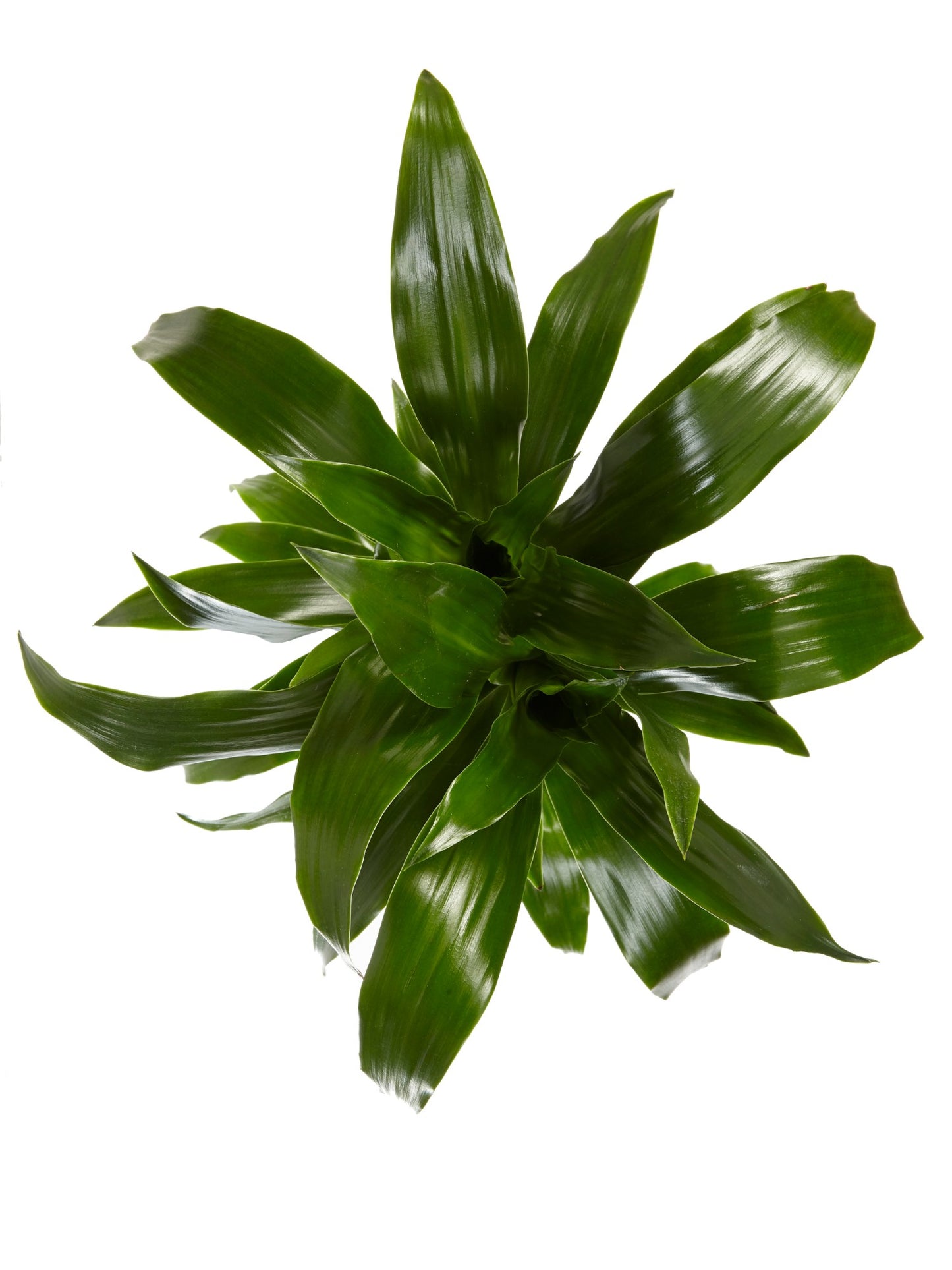 Dracaena Janet Graig