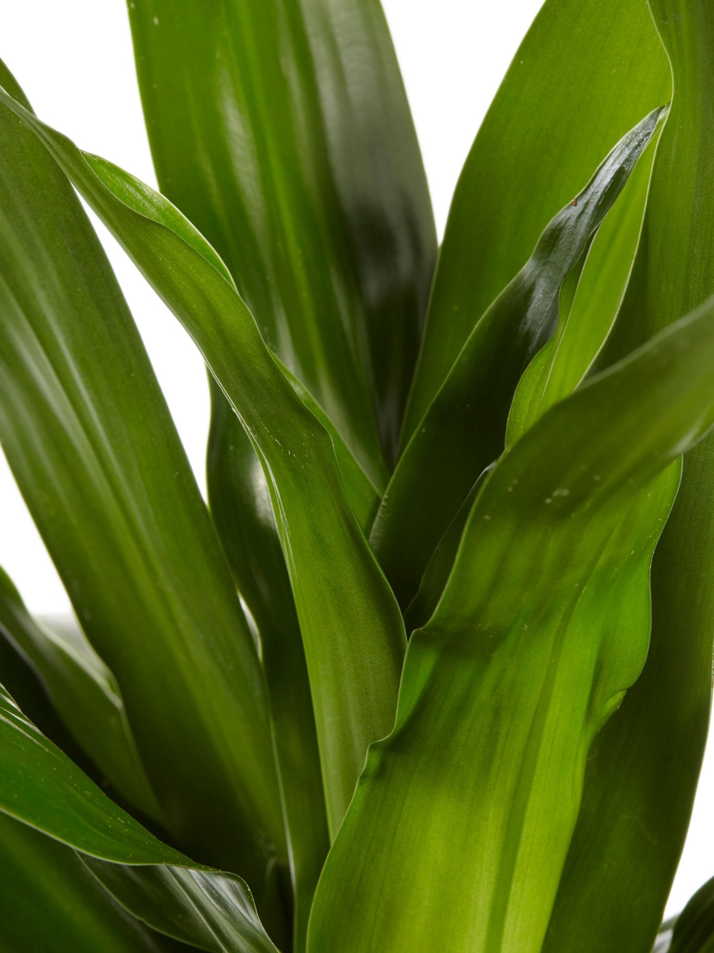 Dracaena Janet Graig