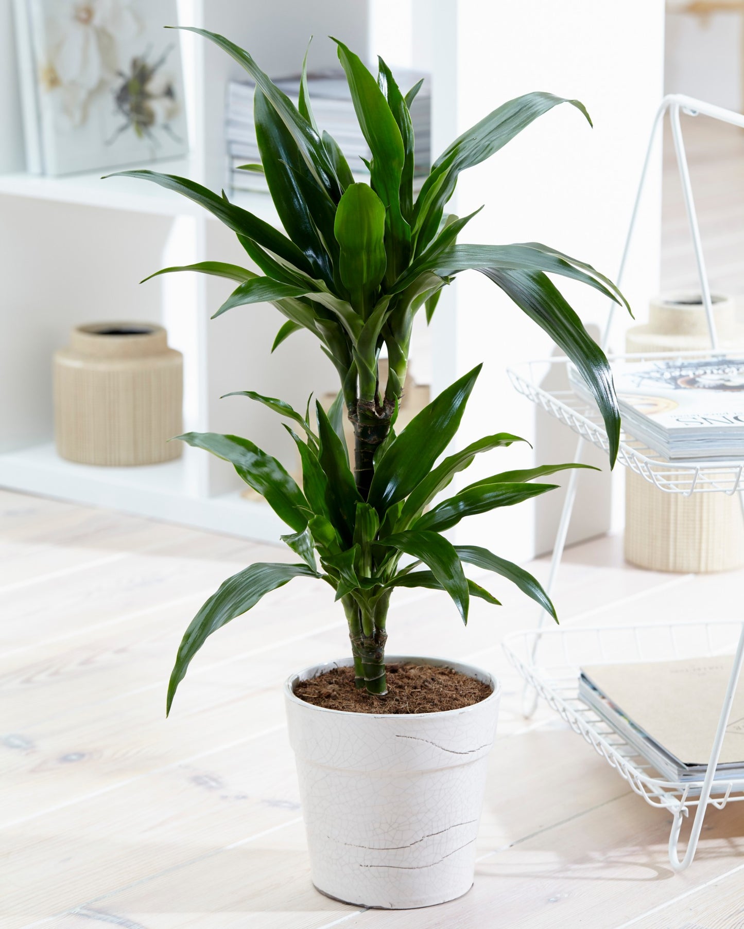Dracaena Janet Graig