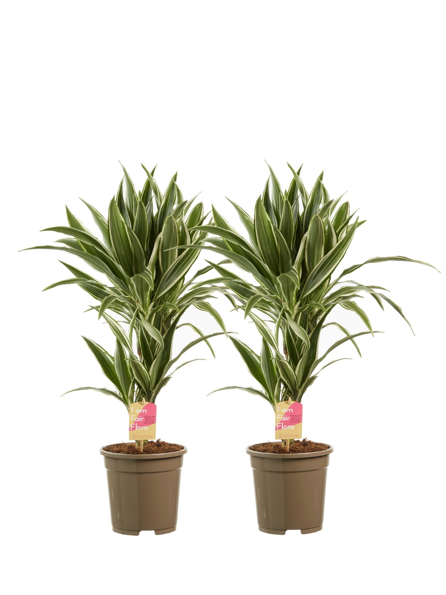 Dracaena White Stripe