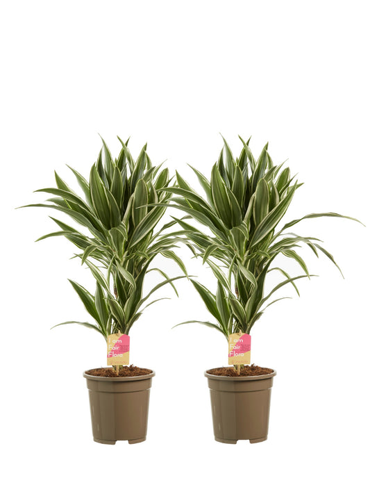 Dracaena White Stripe