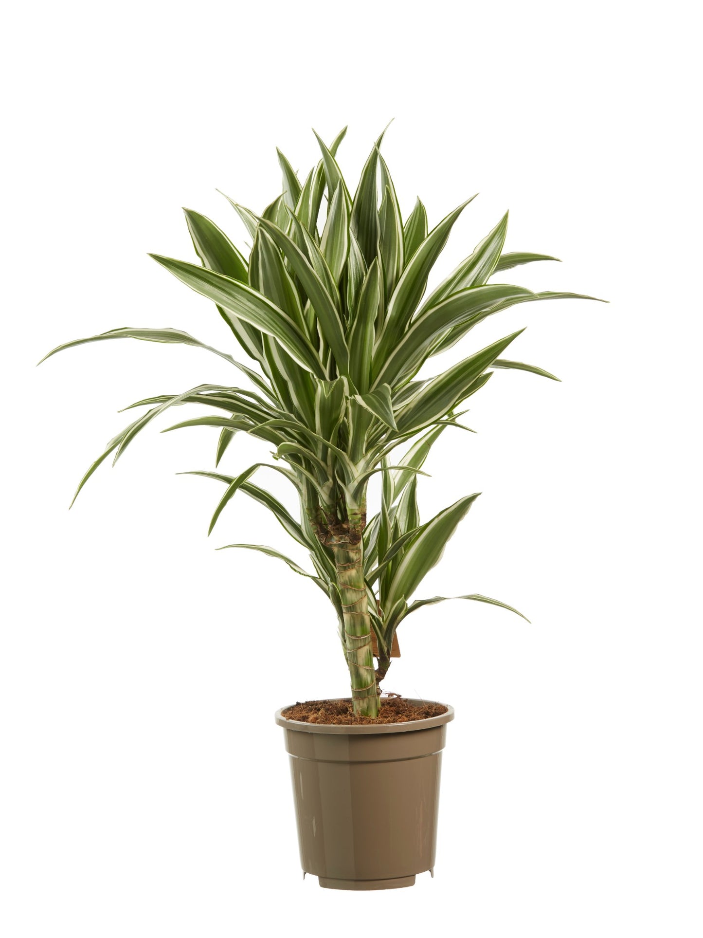 Dracaena White Stripe