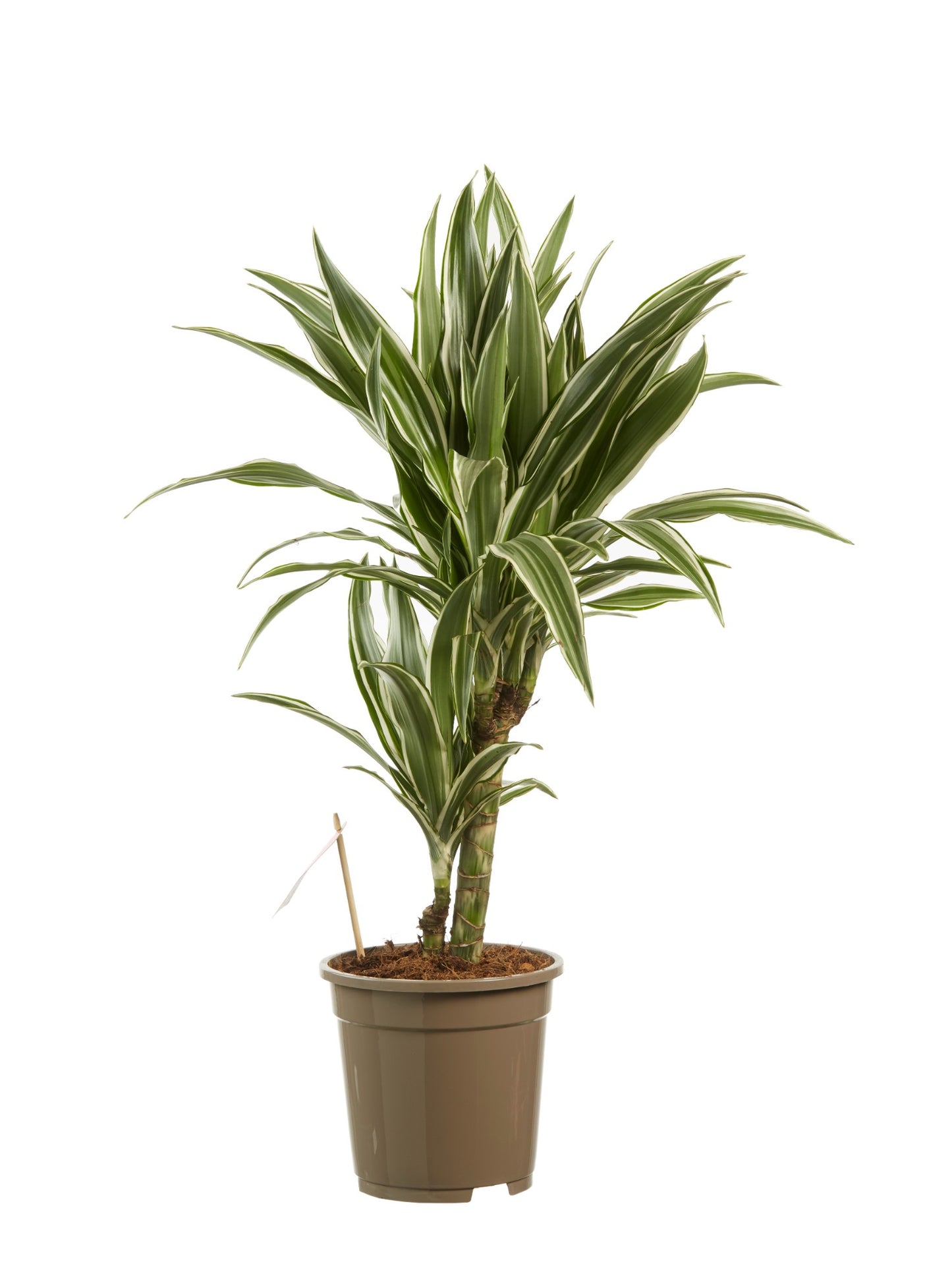 Dracaena White Stripe