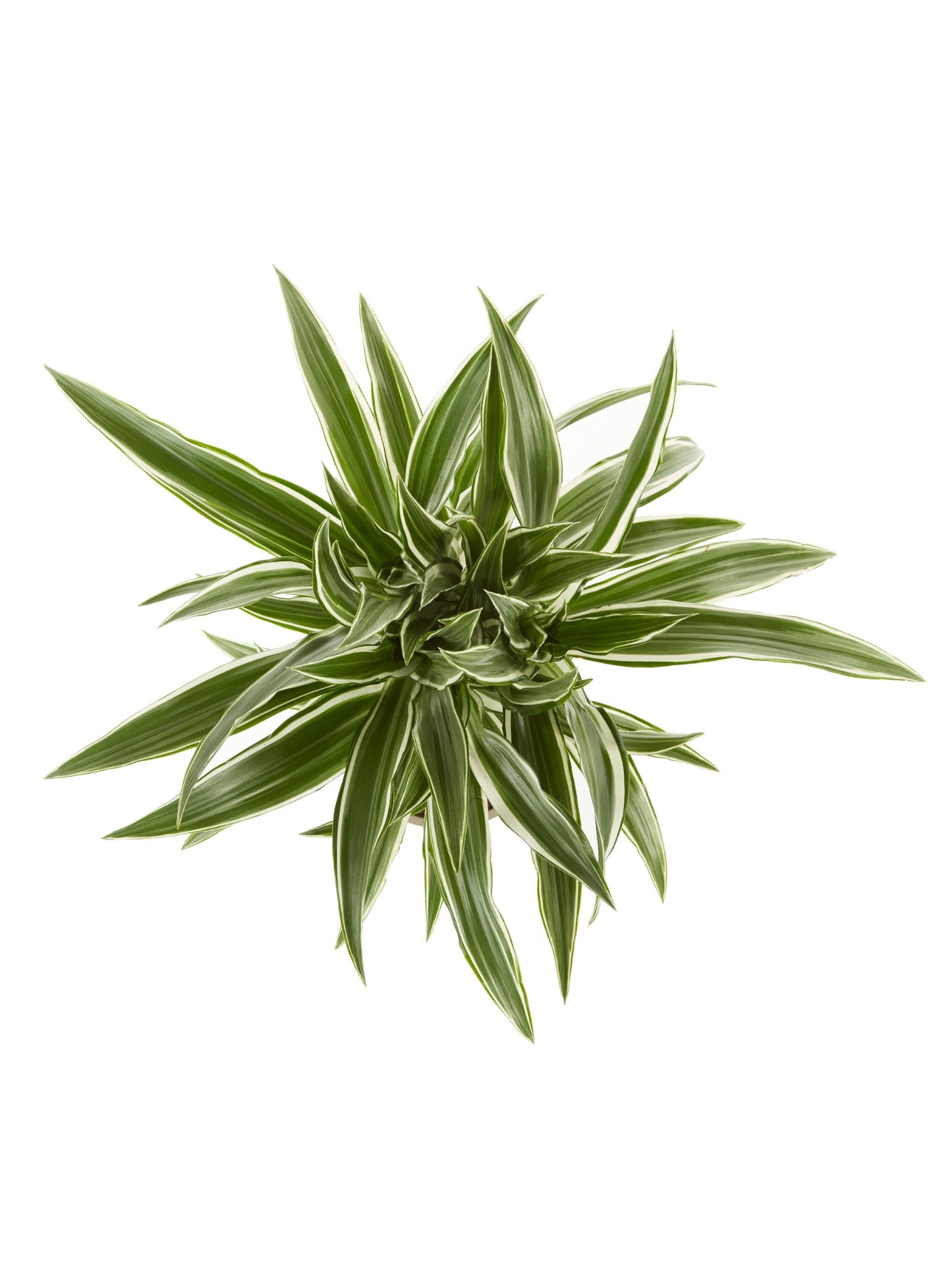Dracaena White Stripe