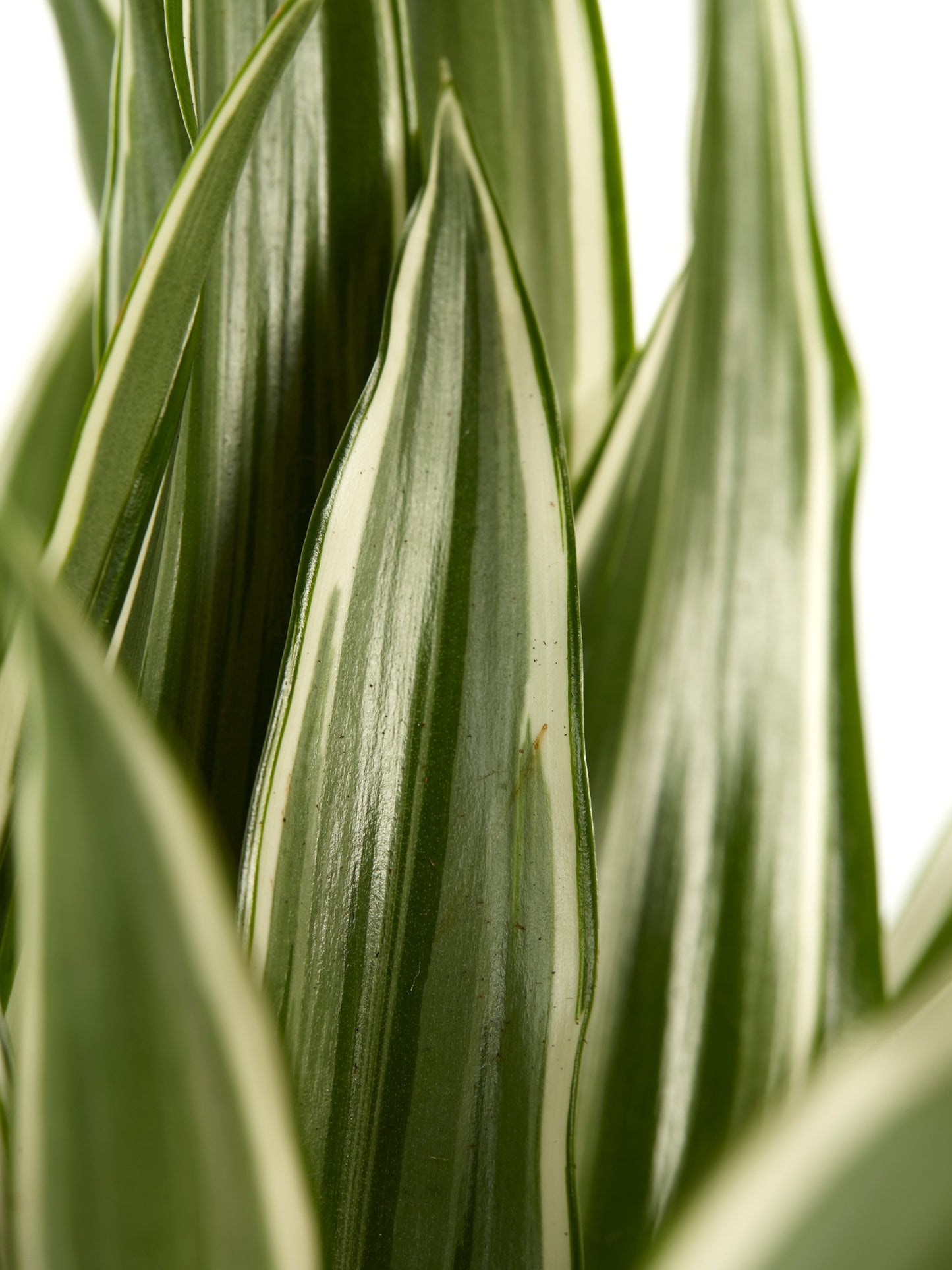 Dracaena White Stripe