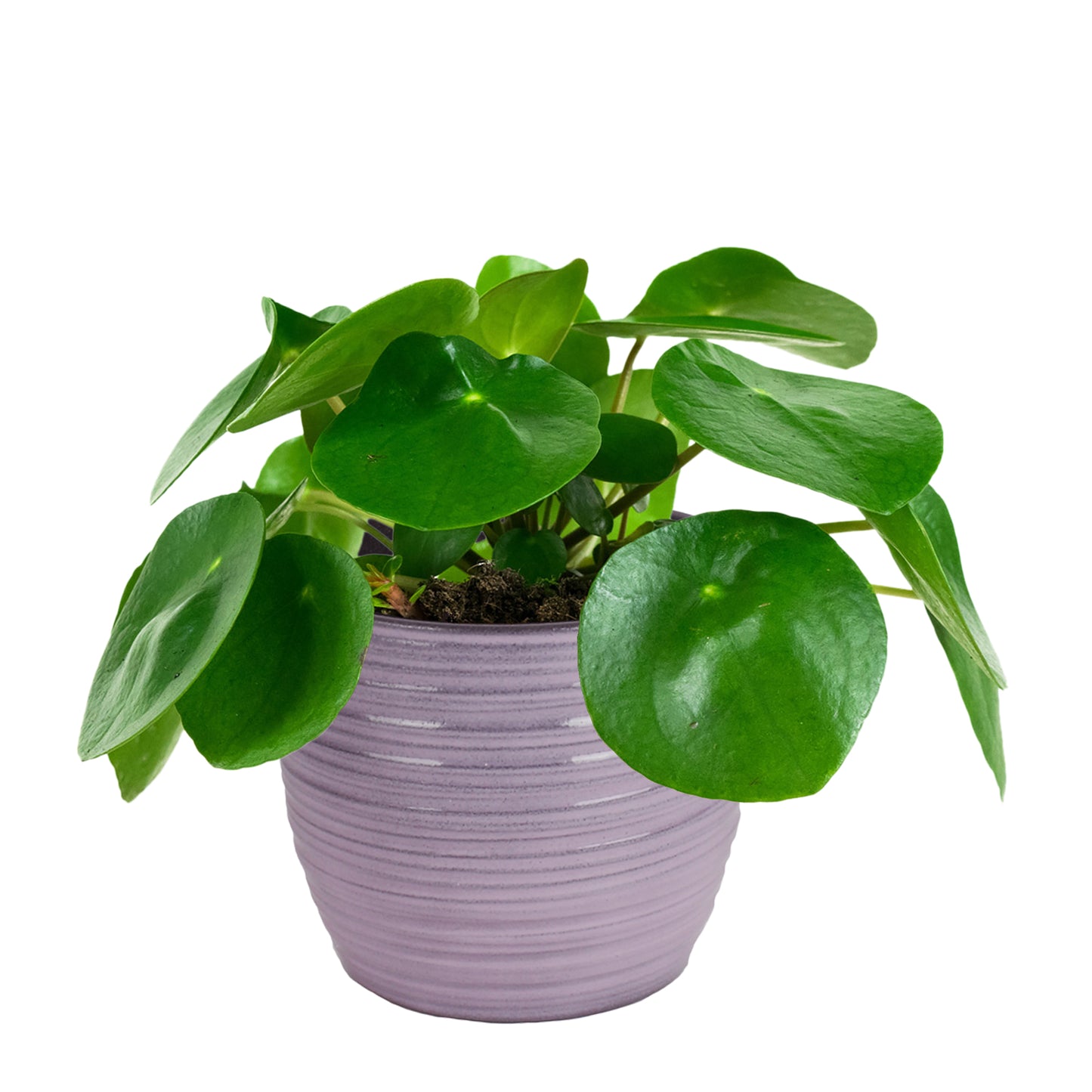 Duo Pilea Peperomioides