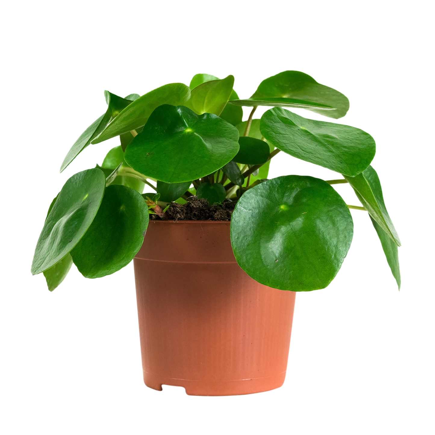Duo Pilea Peperomioides