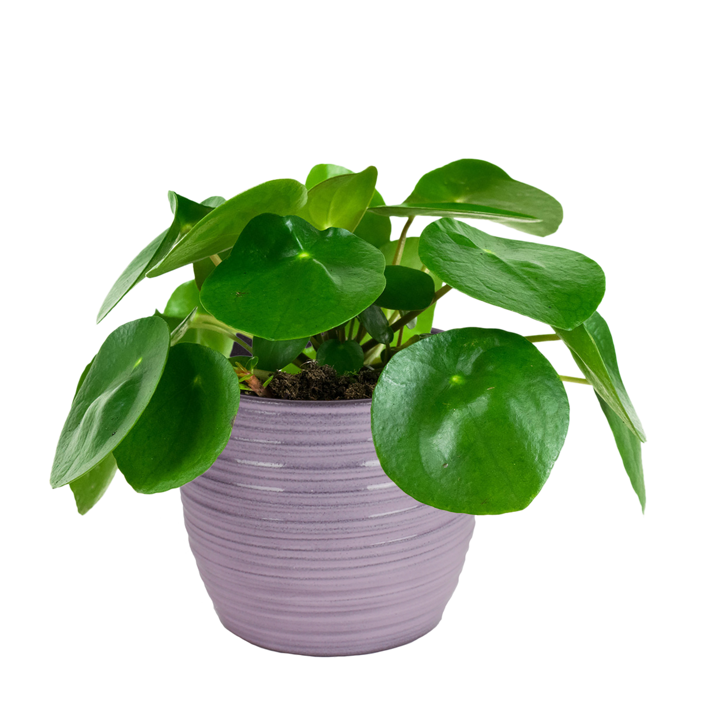Duo Pilea Peperomioides