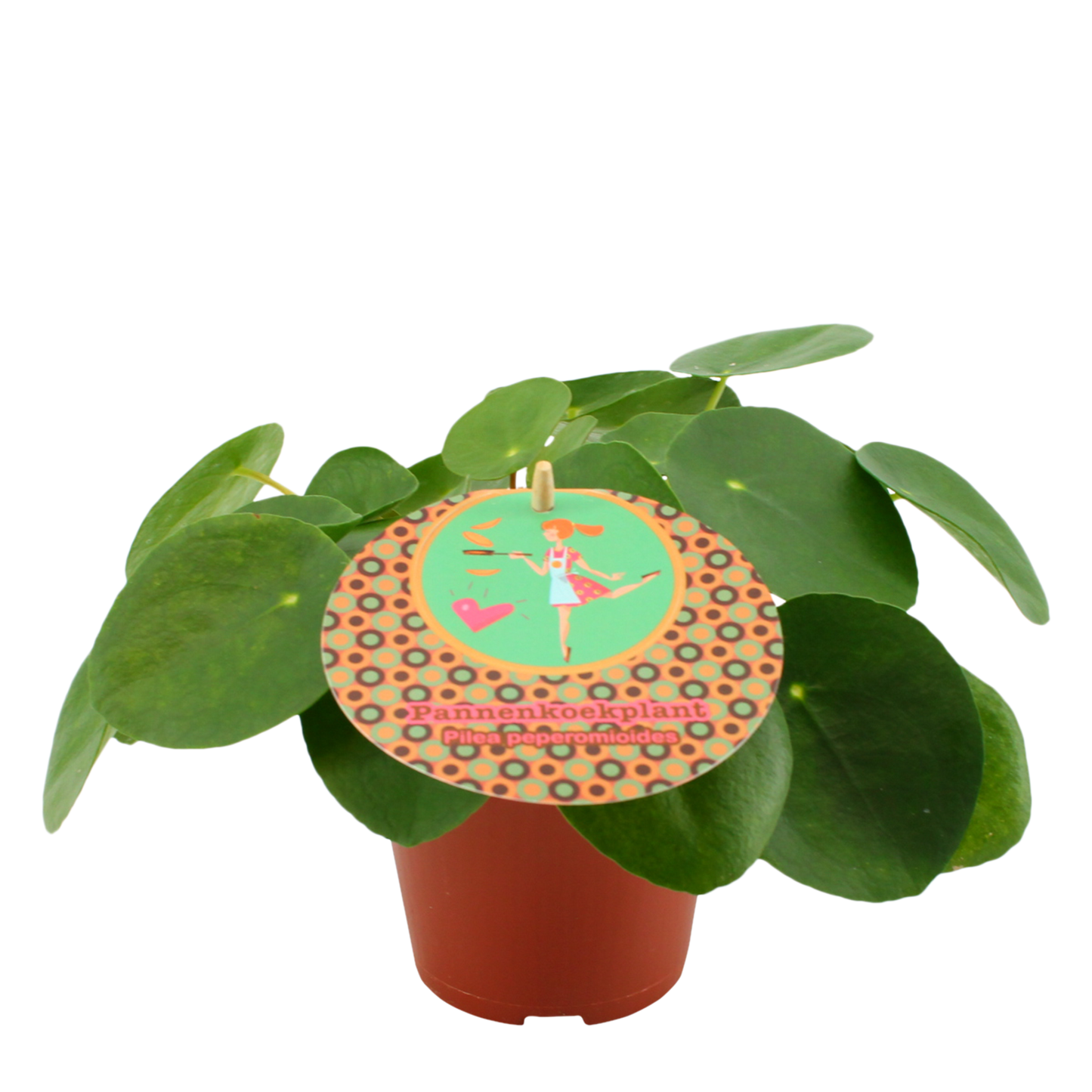 Duo Pilea Peperomioides