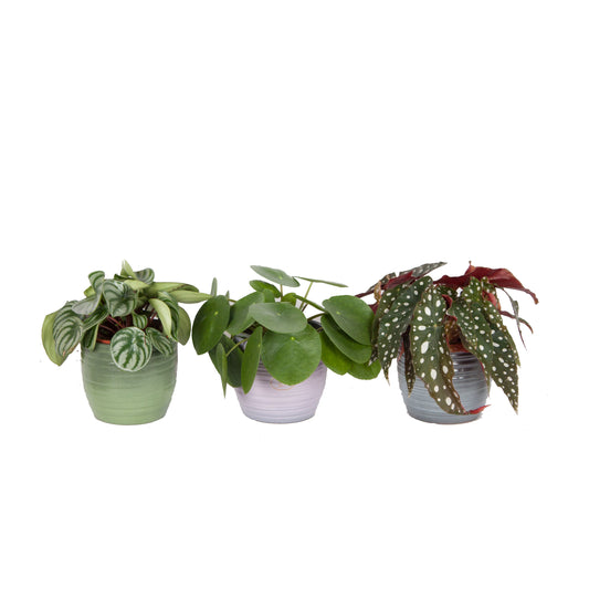 Trio, Begonia maculata, Pilea peperomioides en Peperomia Argyreia