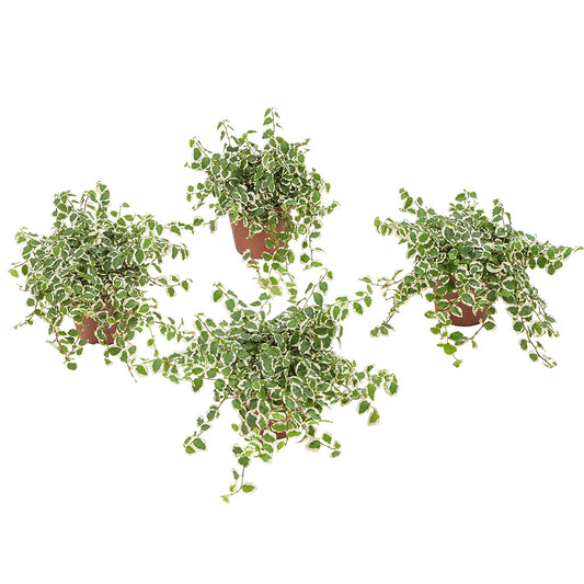 Ficus pumila5