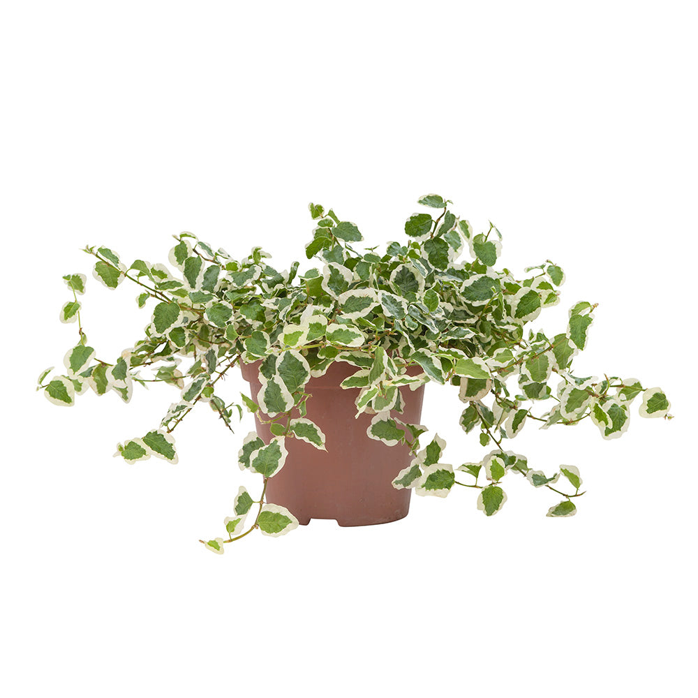 Ficus pumila5