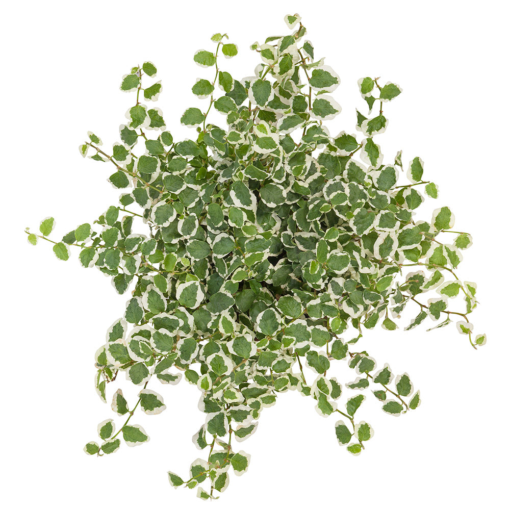 Ficus pumila5