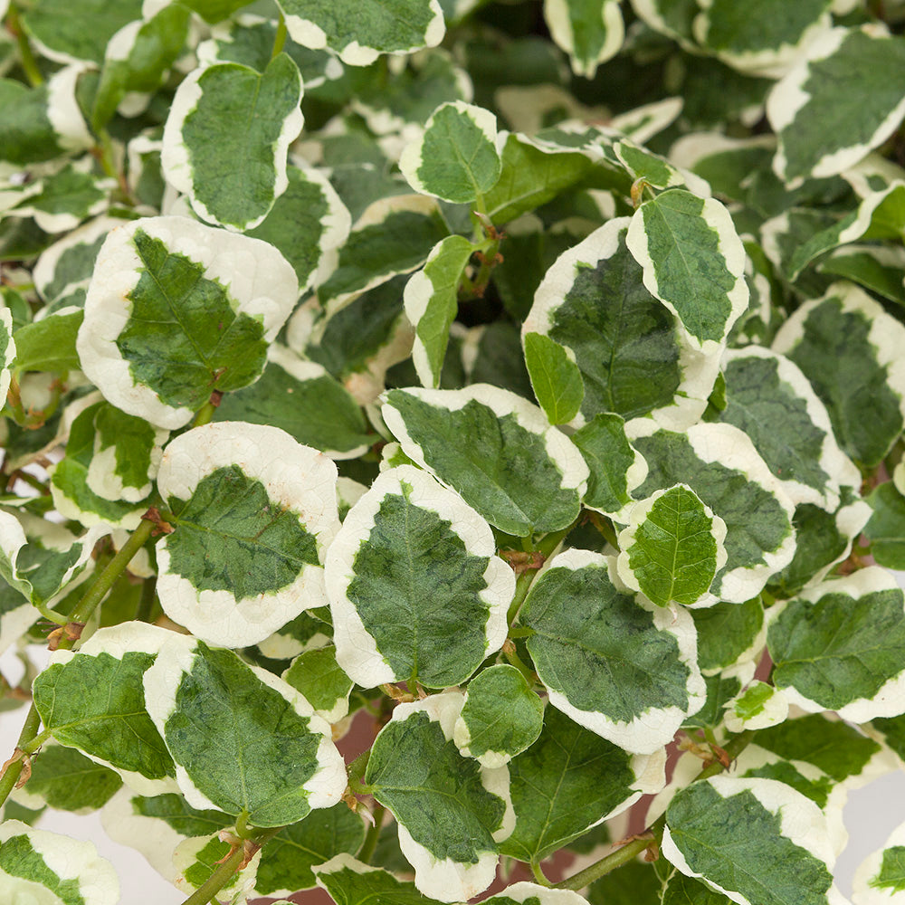 Ficus pumila5