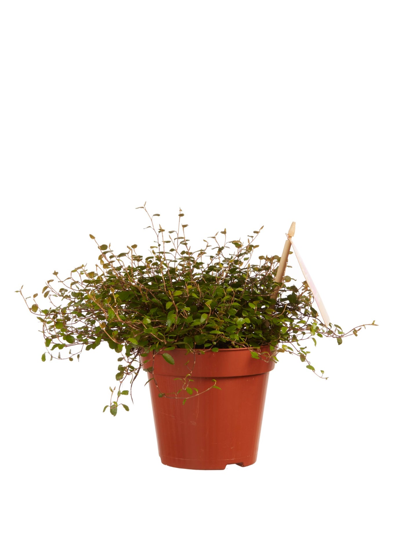 Muehlenbeckia