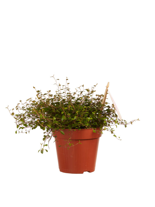 Muehlenbeckia