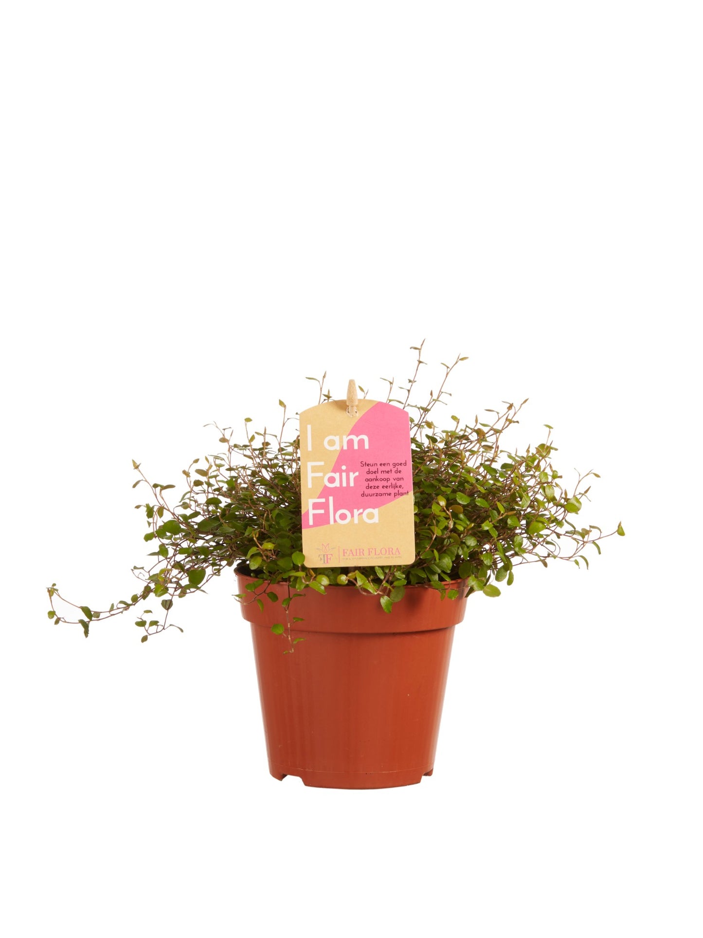 Muehlenbeckia