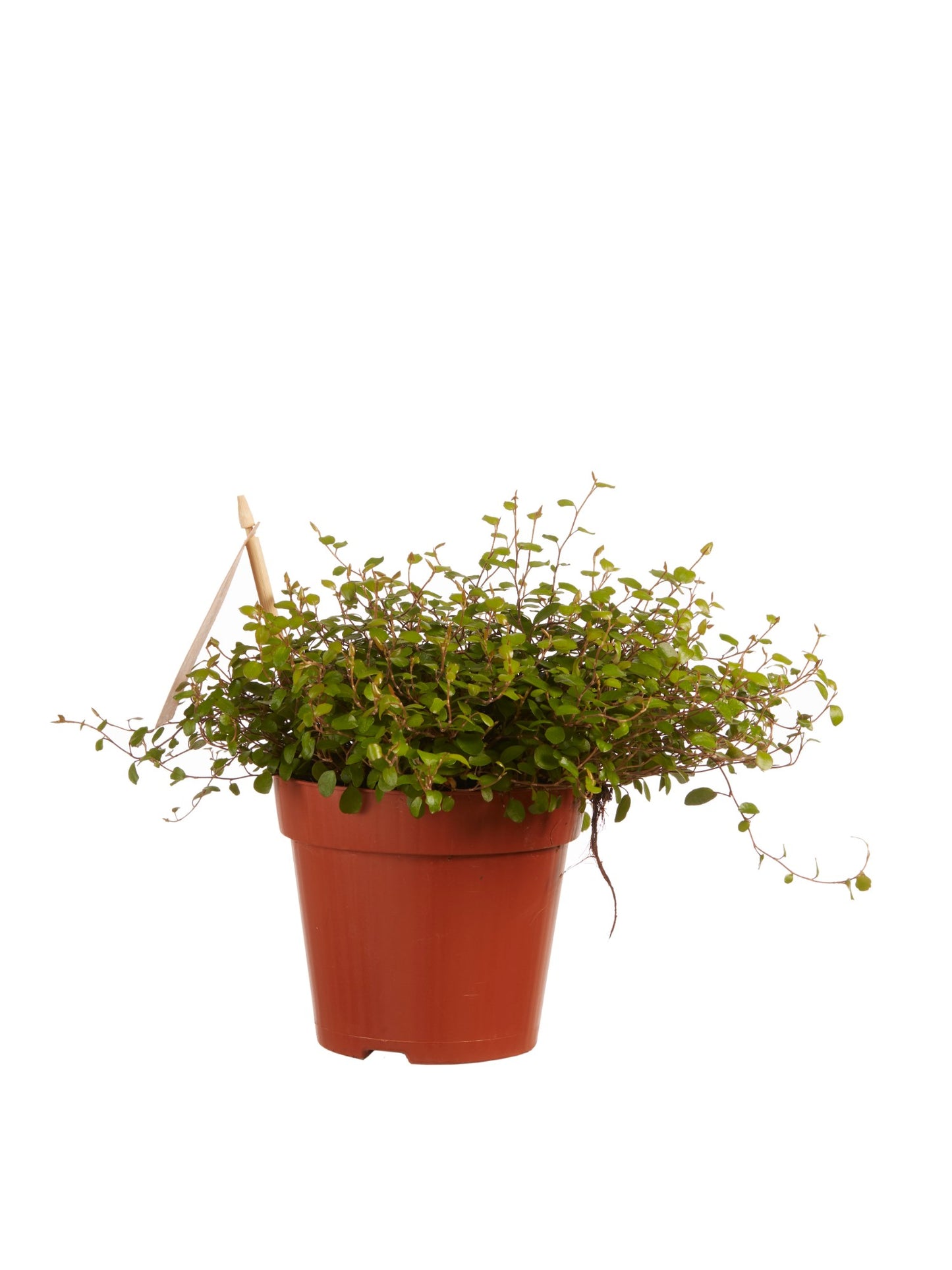 Muehlenbeckia
