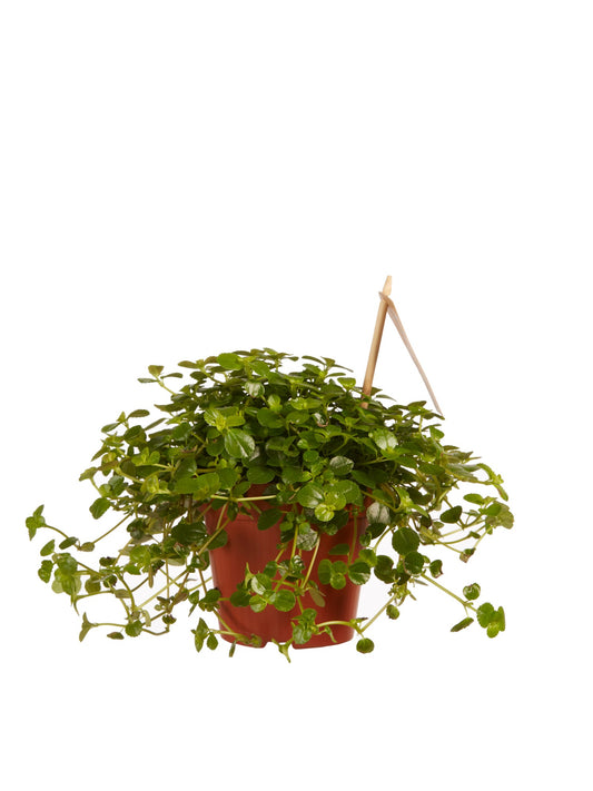 Pilea depressa Sao Paulo