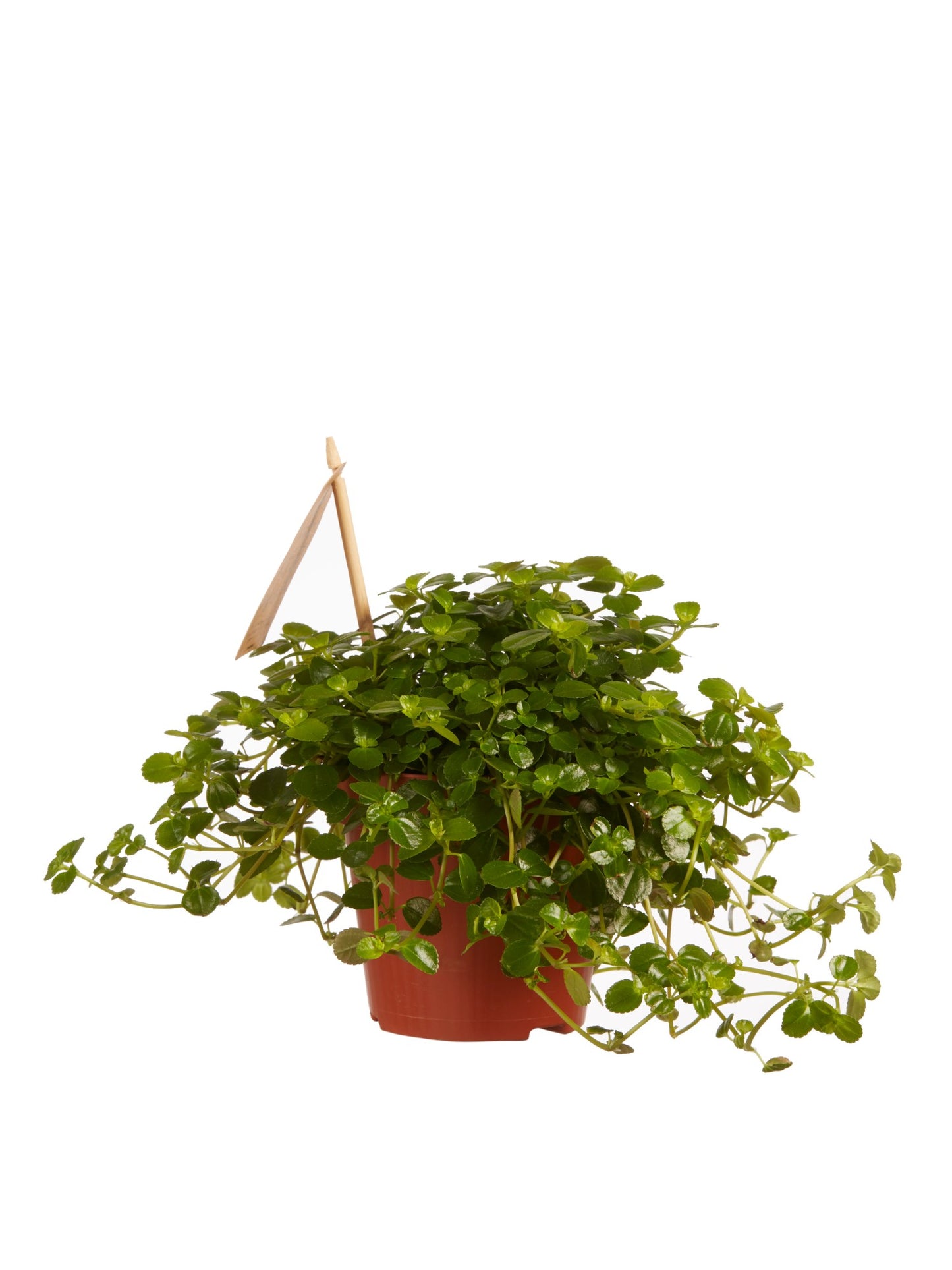 Pilea depressa Sao Paulo