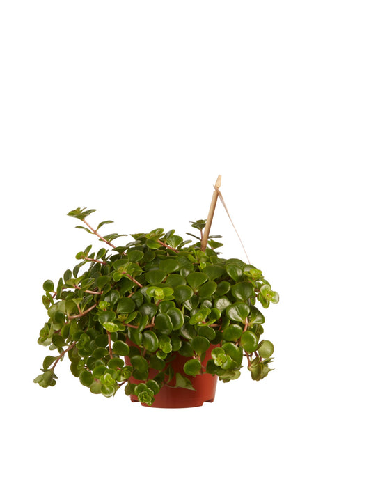 Sedum makinoi