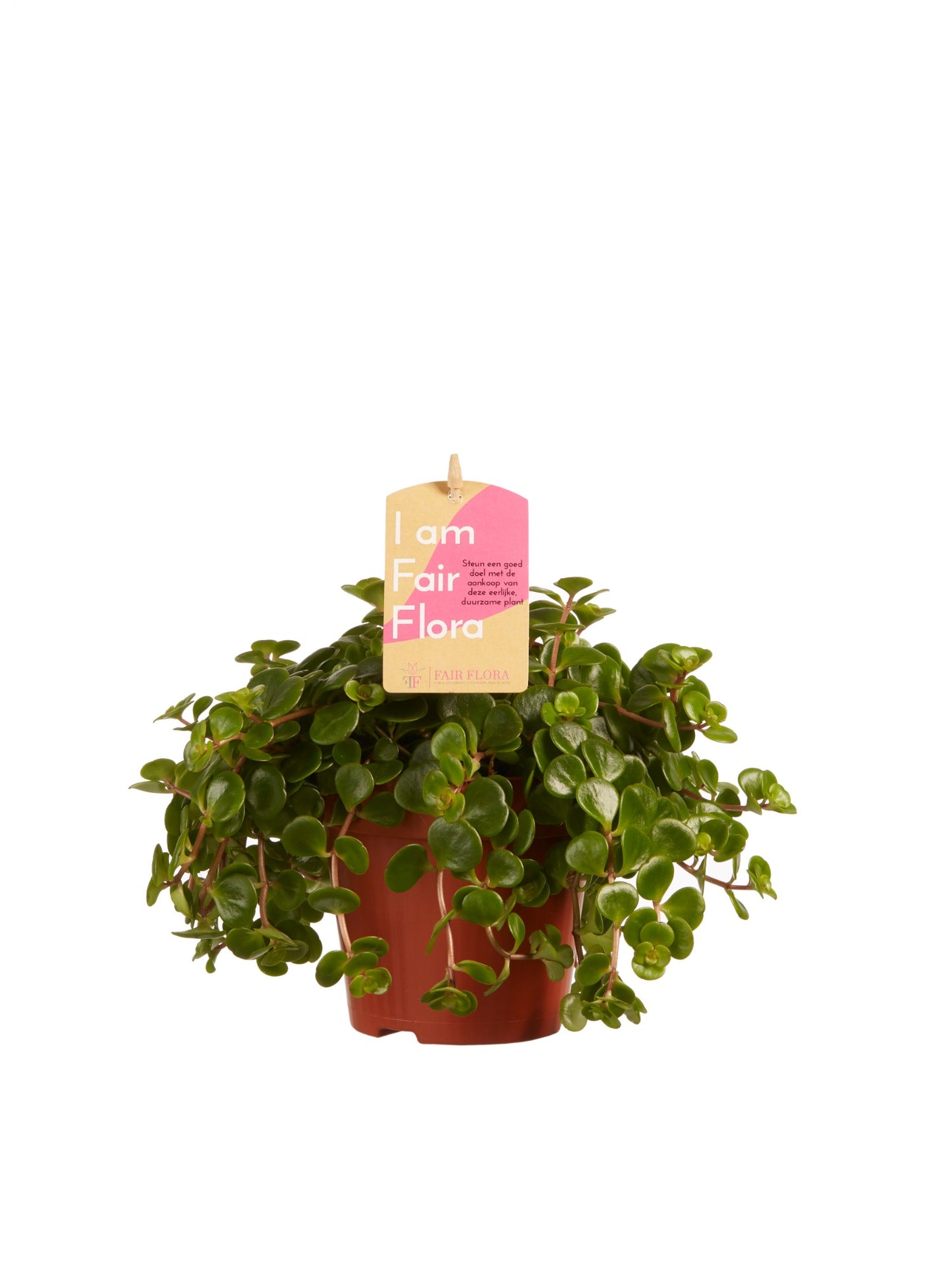 Sedum makinoi