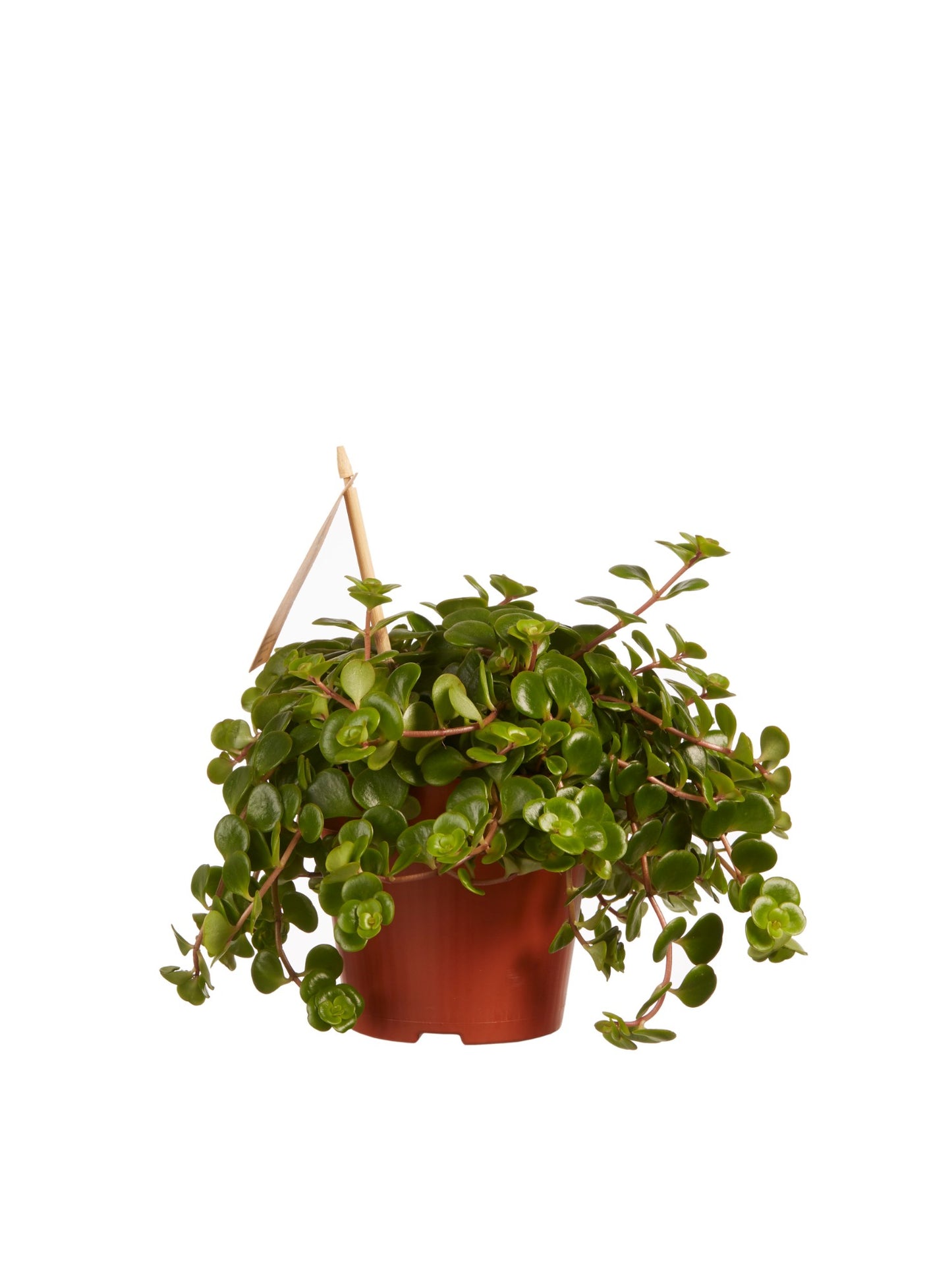 Sedum makinoi
