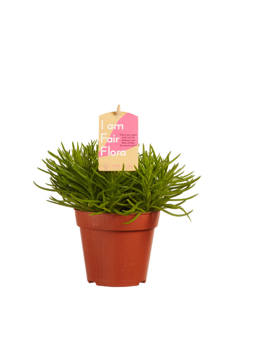 Senecio archeri himalaya