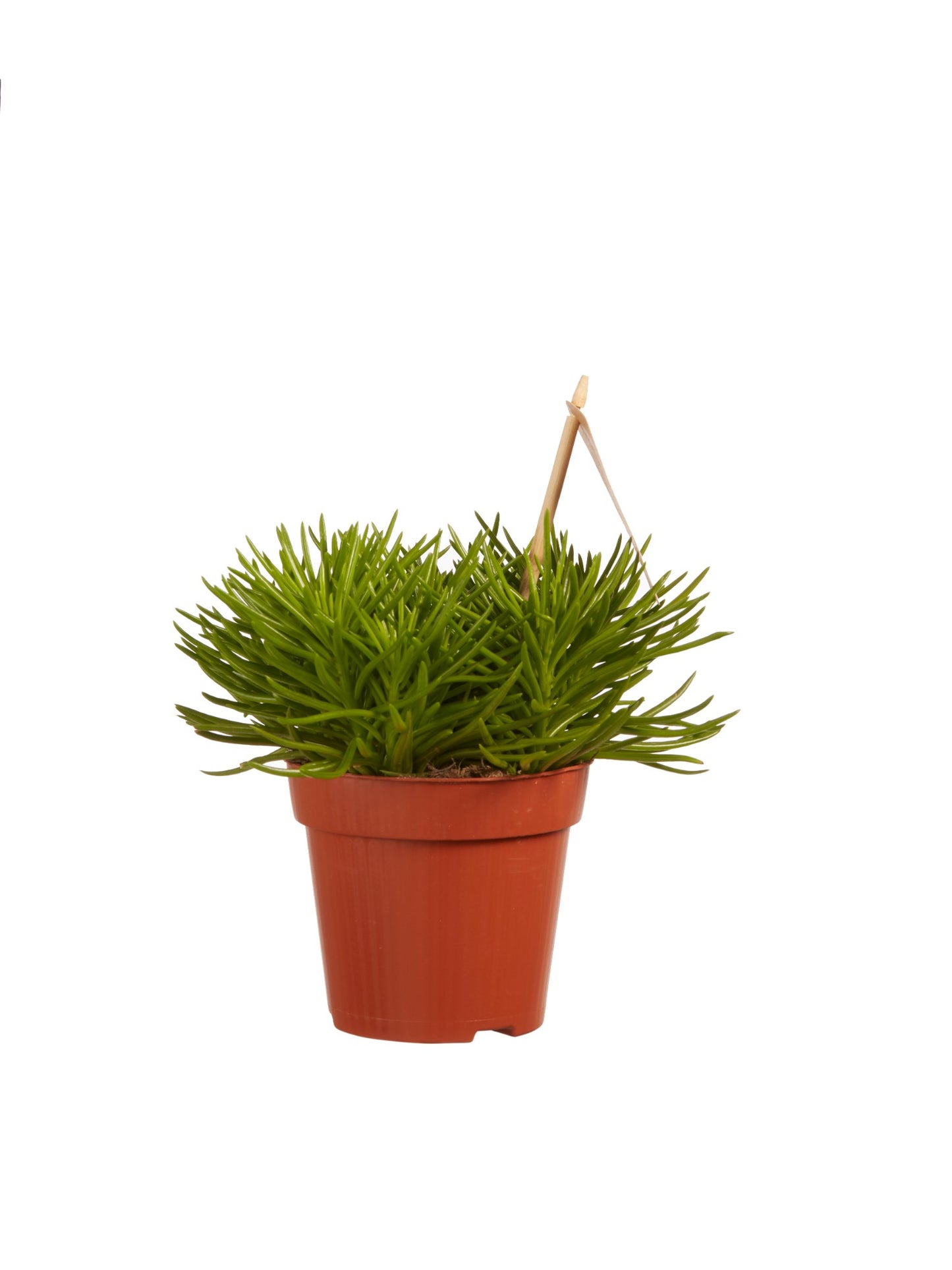 Senecio archeri himalaya