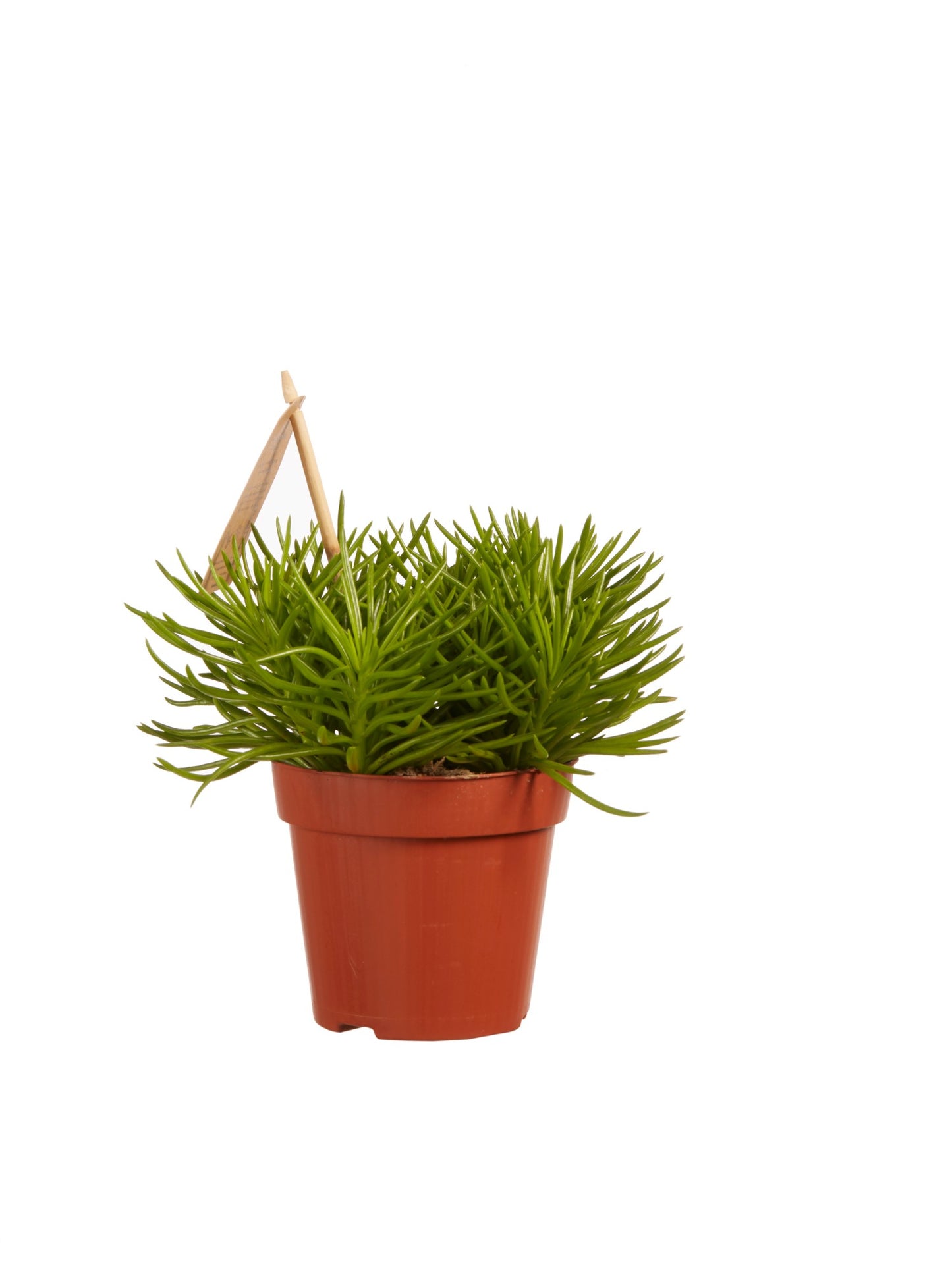 Senecio archeri himalaya