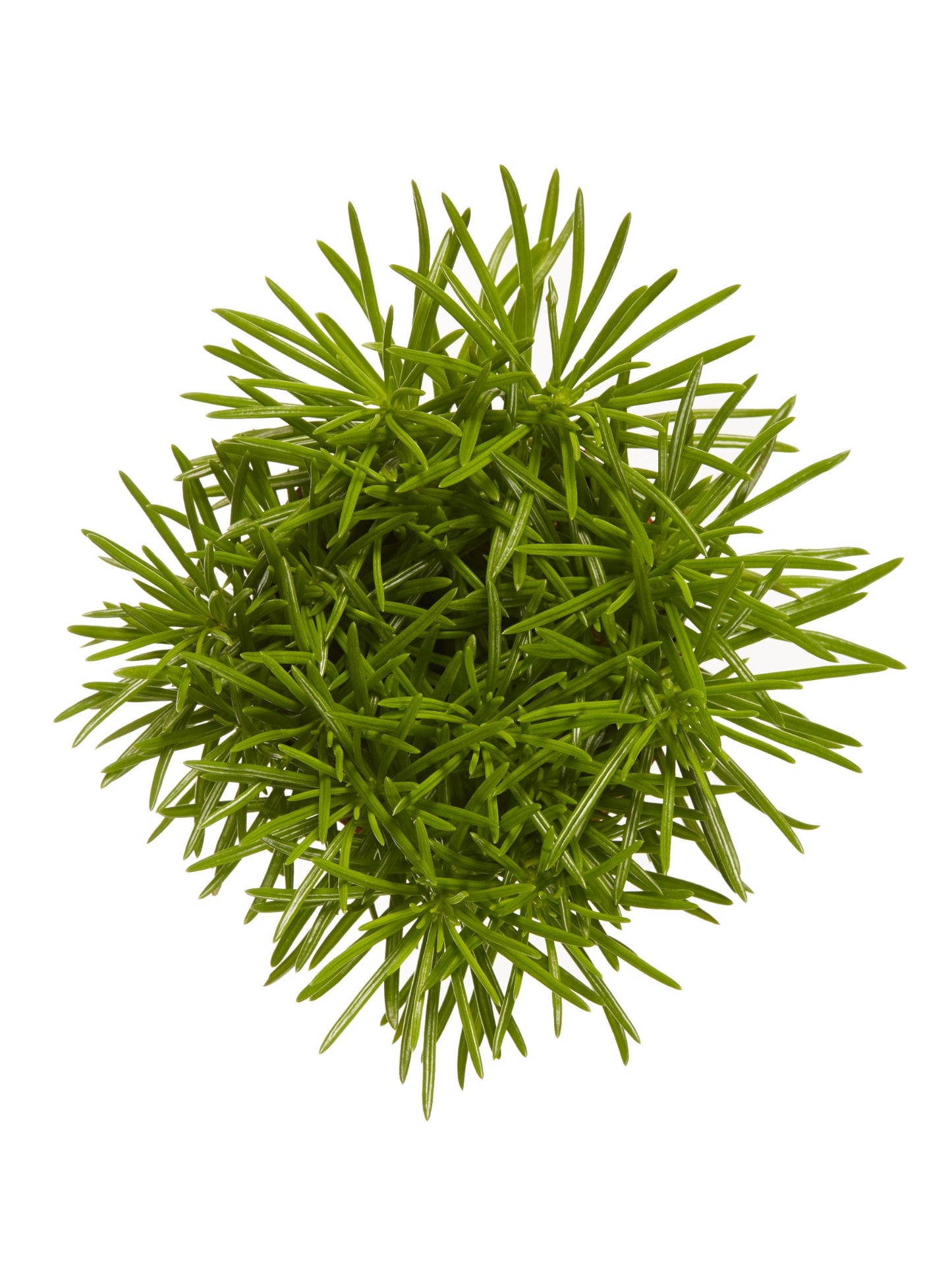Senecio archeri himalaya