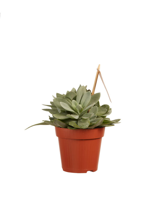 Senecio cephalophorus