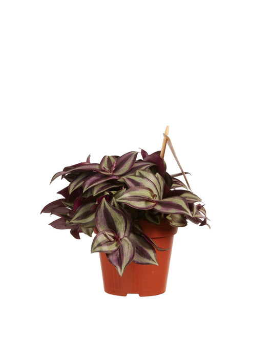 Tradescantia zebrina