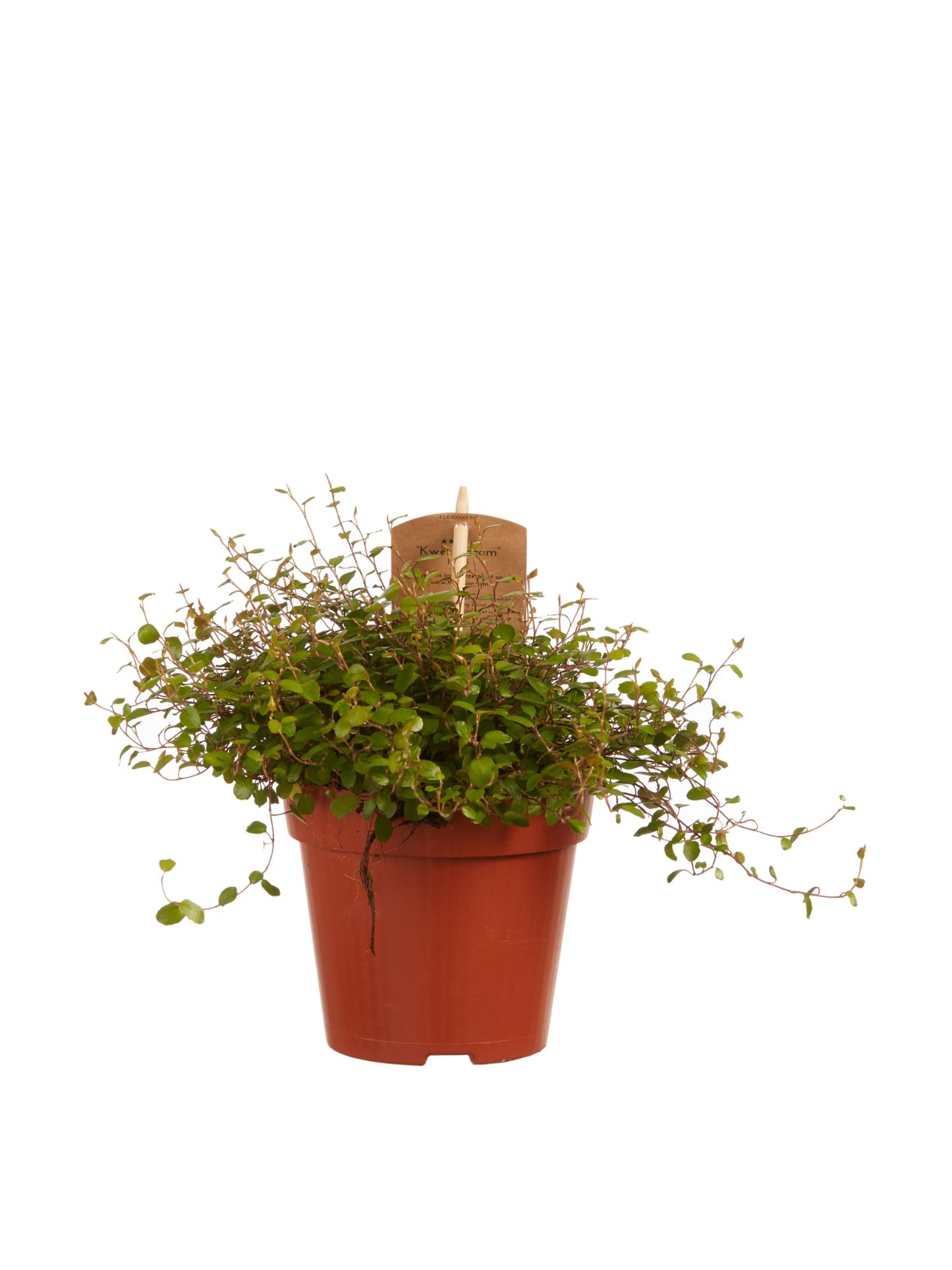 Muehlenbeckia